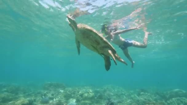 Teen girl is swimming with sea turtle underwater. — Stock Video