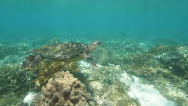 Underwater shot of ocean life in coral reef with green sea turtle and fish. — Stock Video