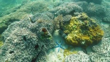 Renkli balık, deniz yıldızı ve mercan resifi mavi okyanus sualtı görünümünde. Mercan resifleri arasında deniz tabanında tropikal balık ve deniz hayvanı. Dalış ve şnorkel yaparken sualtı dünyasını izlemek.