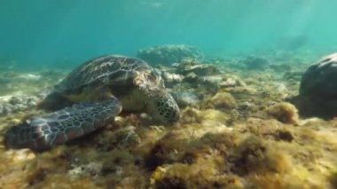 Deniz kaplumbağası alt sualtı görünümünde yosun yiyor. Şeffaf deniz suyunda mercan resifinde tropikal kaplumbağa. Sualtı dünyası ve deniz yaşamı. Şnorkelli yüzme ve dalış.