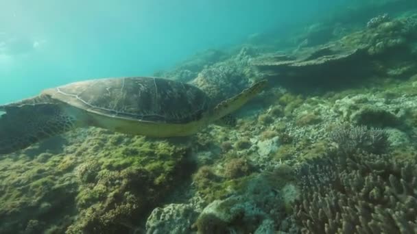 Havssköldpadda simma bland korallrev i blått hav vatten undervattensutsikt. Tropisk sköldpadda som simmar i havet. Vacker undervattensvärld och invånarna i Deep Sea. Snorkling och dykning. — Stockvideo