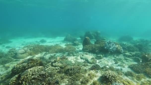 热带海鱼在碧绿的海水中游过珊瑚礁,水下景观。潜水和浮潜。水下海洋世界、异国情调的鱼类和珊瑚礁. — 图库视频影像