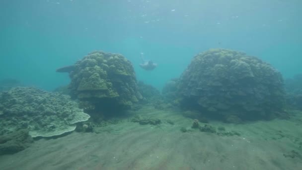 Hombre libre en máscara está nadando entre los arrecifes de coral en el fondo del océano en los trópicos . — Vídeos de Stock