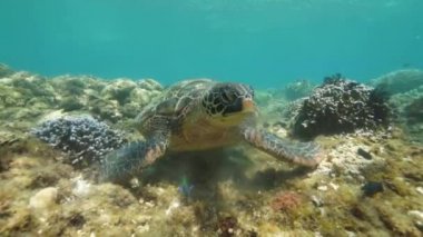 Mercan resifi ve tropikal balık arka plan üzerinde deniz kaplumbağası. Sualtı görünümü kadın mavi denizşeffaf suda kaplumbağa ve balık fotoğraflama. Şnorkelli yüzme ve dalış konsepti. Deniz yaşamı.