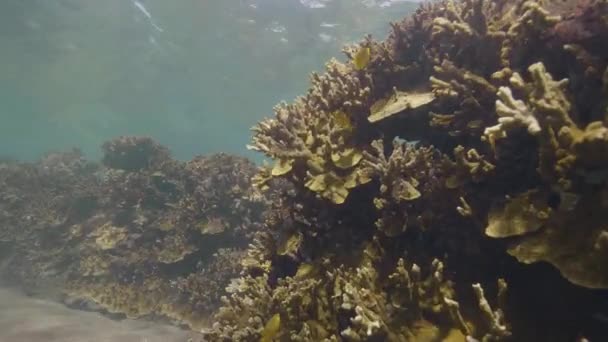 Koraalriffen met kleine gele vissen onderwater in oceaanbodem. — Stockvideo