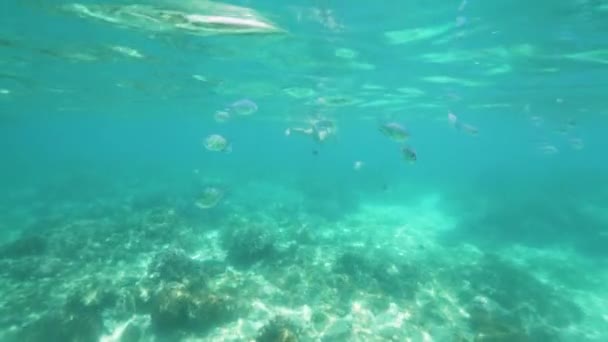 Vue sous-marine jeune femme plongeant en apnée en mer et photographiant des poissons tropicaux. Fille nager sous l'eau avec tuba et regarder les poissons tropicaux dans la mer transparente . — Video
