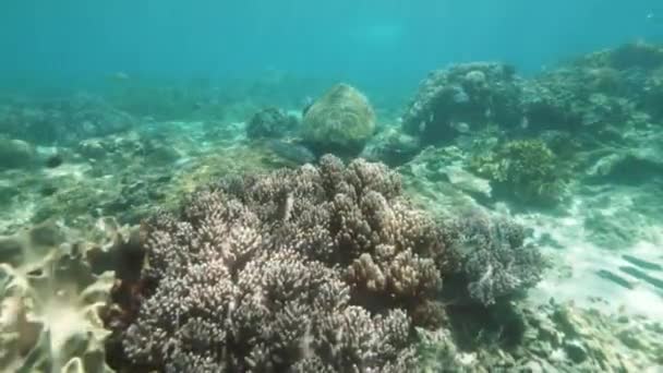 Peces tropicales y tortugas nadando entre los arrecifes de coral en aguas marinas transparentes. Tortuga nadadora submarina y peces en el océano profundo. Esnórquel y buceo. Vida marina y animal . — Vídeos de Stock