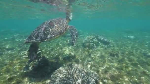 Havssköldpadda simning under vattnet närbild. Simning sköldpadda under transparent havsvatten. Dykning och snorkling i havet. Undervattensliv och djur. — Stockvideo