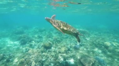 Kristal berraklığında deniz suyunda yüzen tropikal kaplumbağa. Sualtı görünümü deniz kaplumbağası mavi suda mercan resifi üzerinde yüzme. Sualtı dünyası ve hayvan.