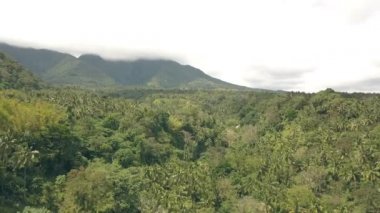 Yeşil dağ manzara orman ormanda tropikal palmiye ağaçları. Havadan görünüm yeşil dağ vadisi bulutlu gökyüzünde tropikal yağmur ormanları kaplı