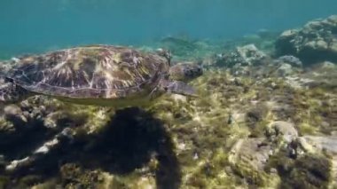Deniz kaplumbağaları yüzer ve okyanusun dibindeki mercan resifleri arasında yiyecek ararlar..