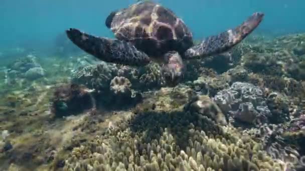 Морская черепаха плавает и ищет пищу среди коралловых рифов на дне моря . — стоковое видео