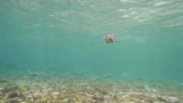 Las medusas flotan en la superficie del agua en el océano sobre los arrecifes de coral . — Vídeos de Stock