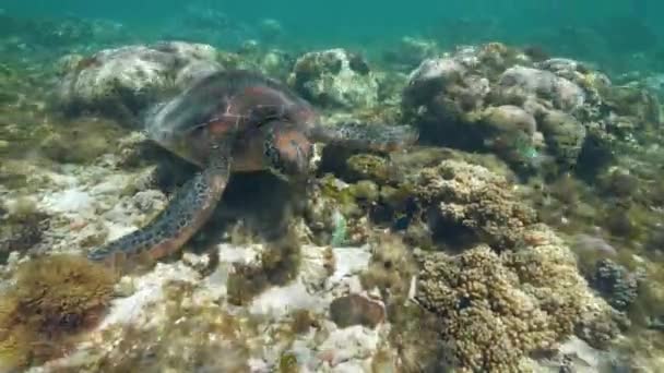 La tortuga Chelonia mydas está nadando en el fondo del océano y comiendo algas marinas . — Vídeo de stock