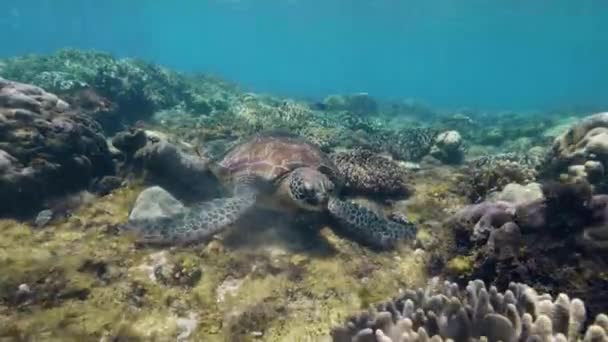 Tortuga marina está comiendo permaneciendo fijamente en el fondo del mar . — Vídeos de Stock