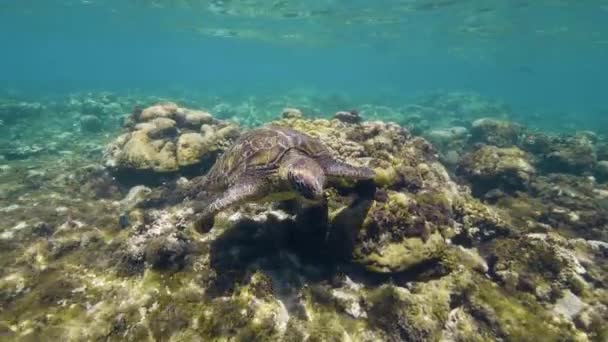 Sea turtle is breathing underwater standing on coral reefs. — Stock Video