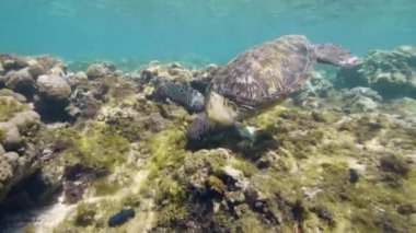 Deniz kaplumbağası sığ mercan resifleri arasında yosun yiyor.
