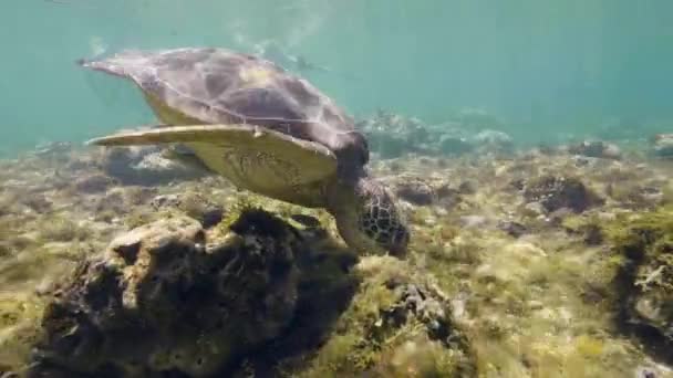 Туристы-фридайверы в маске берут веревку и смотрят на морских черепах . — стоковое видео