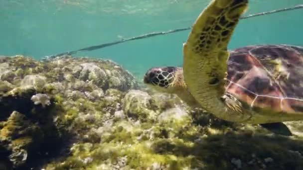 Морская черепаха плавает среди коралловых рифов возле веревки для фридайверов . — стоковое видео