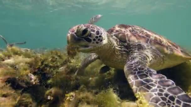 Closeup vezetője tengeri teknős Chelonia mydas eszik tengeri moszat óceán fenekén. — Stock videók