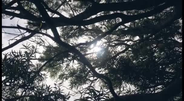 Silhouette of tree branches against the sunshine. — Stock Video