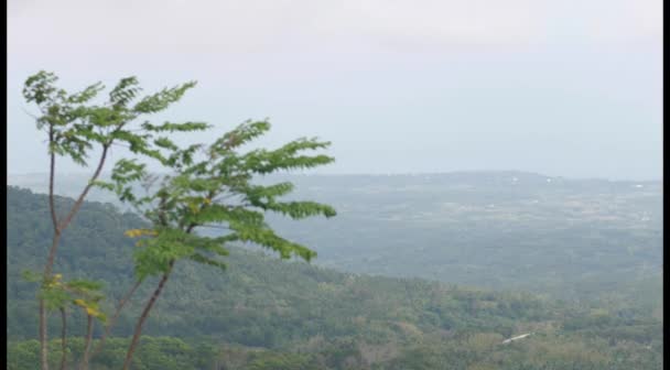 Pequeños árboles balanceados por el aire y una vista panorámica de las montañas verdes — Vídeo de stock