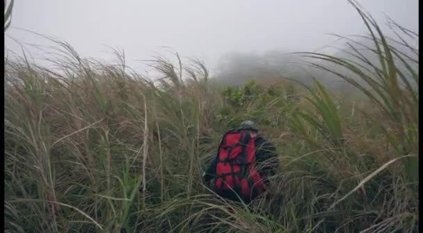 Man klättrar upp, promenader genom de vilda svängande gräs i ett dimmigt berg. — Stockvideo