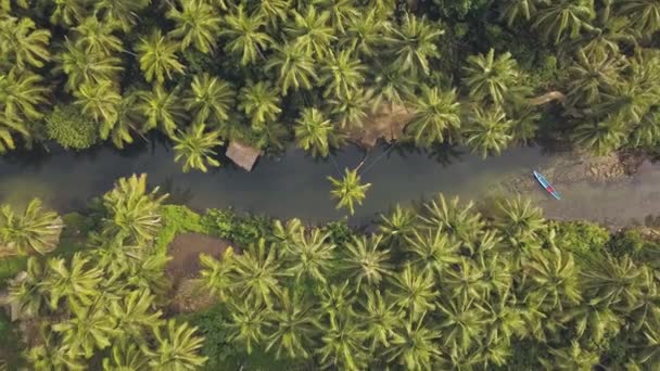 Vista aérea de un río rodeado de vastas palmeras, follaje tropical . — Vídeos de Stock