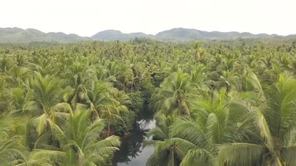 Vista aérea de uma paisagem deslumbrante, um rio, coqueiros exuberantes e montanhas . — Vídeo de Stock