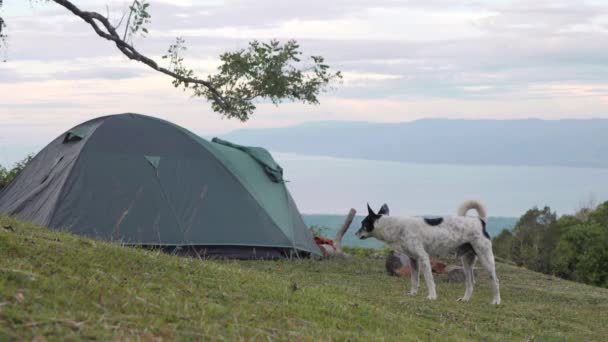 Rahatlatıcı doğal manzara ile güzel kamp alanında çayırda yürüyen bir köpek — Stok video