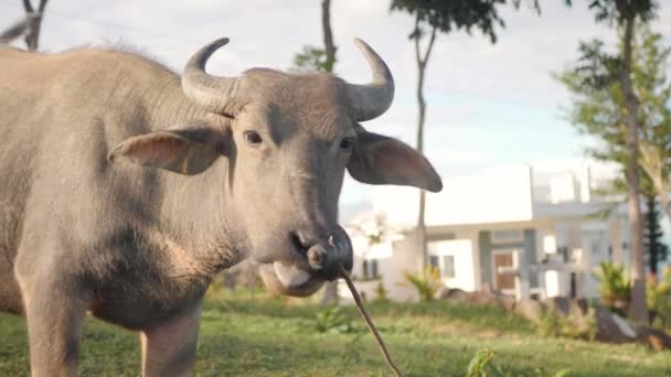 Close up retrato parcial de um búfalo de água olhando para a câmera . — Vídeo de Stock