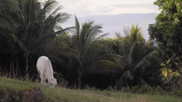 Weiße magere Kuh frisst Gras auf dem Hügel an der Weide — Stockvideo