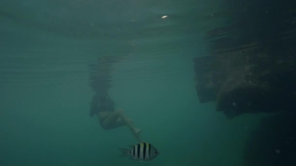 Mladá žena má rád šnorchlování a vyhlídky pod vodou s rybami. — Stock video