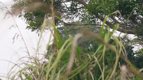 공기와 하얀 안개에 의해 날아, 부드럽게 스윙 야생 녹색 잔디와 나무. — 비디오
