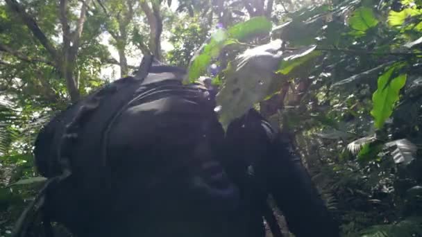 Two tourist men in forest trekking up to the mountain — Stock Video