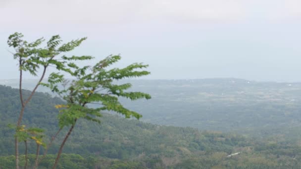 Piccoli alberi dondolati dall'aria e una vista panoramica sulle montagne verdi — Video Stock