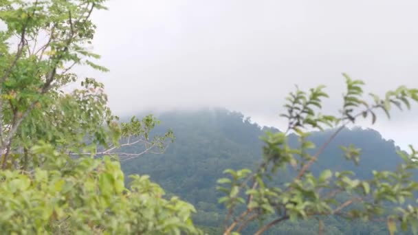 Vihreä katettu metsävuori valkoisessa sumussa näkymä puiden oksien läpi metsässä . — kuvapankkivideo