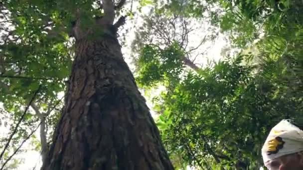 Man vandrare är rörande och ser bark av stora träd i skogen under Trekking. — Stockvideo