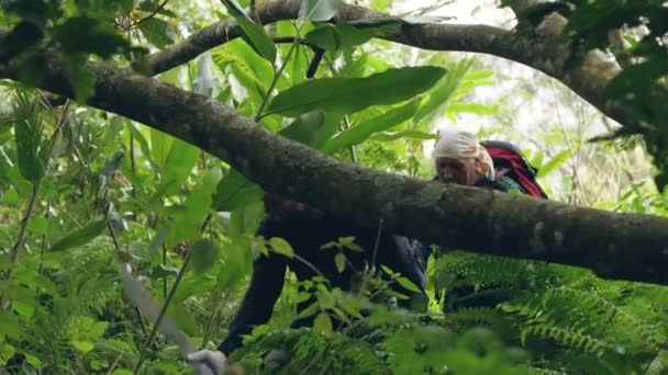 Två vandrare som passerar genom grenarna av träd i skogen och göra väg. — Stockvideo