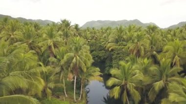 Pitoresk doğal sahne, nehir, palmiye ağaçları ve dağların havadan çekilmiş.