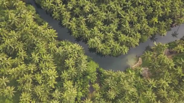 Landschaftlich reizvolle Überführung von Palmen und Fluss in eine tropische Insel. — Stockvideo