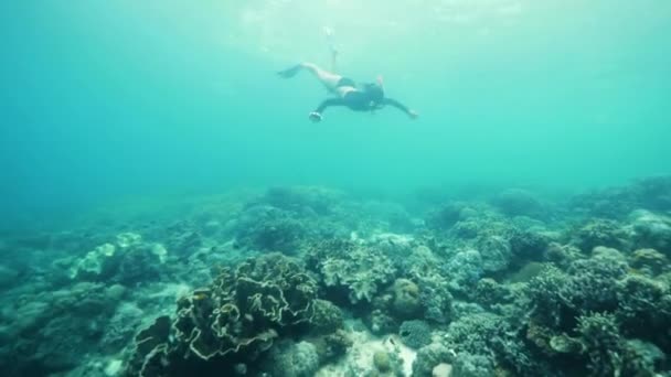 Bir turist, mercan ve balıklarla dolu bir deniz sığınağında şnorkelle yüzüyor ve serbest dalış yapıyor. — Stok video