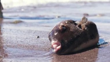 Bir kirpi balığı Arothron stellatus, Tetraodontidae fırtınadan sonra kıyıya vurdu..