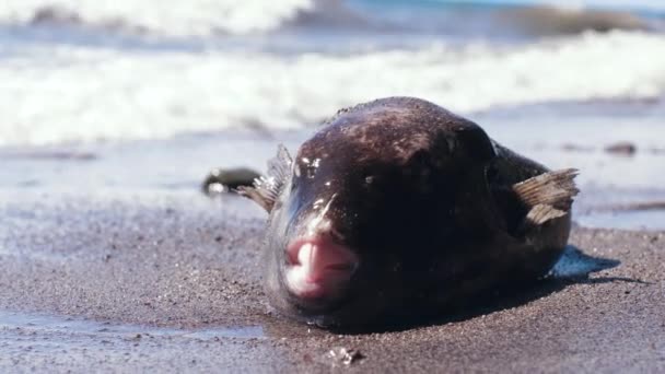 Ένα ψόφιο ψάρι ξεβράστηκε στην ακτή από τα κύματα.. — Αρχείο Βίντεο