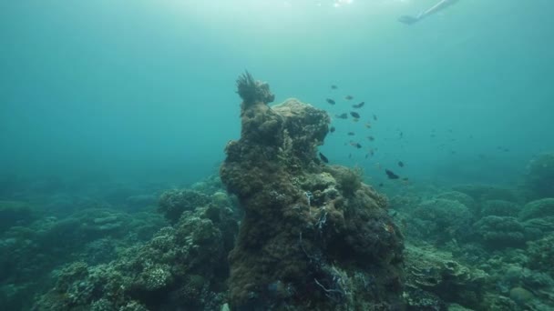 Kobieta nurkująca w błękitnym oceanie pełnym korali i tropikalnych ryb. — Wideo stockowe