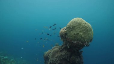 Mavi okyanusta mercan resifleri etrafında yüzen tropik balıklar..