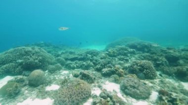 Filipinler 'deki inanılmaz sualtı dünyası deniz sığınağı sahnesi.