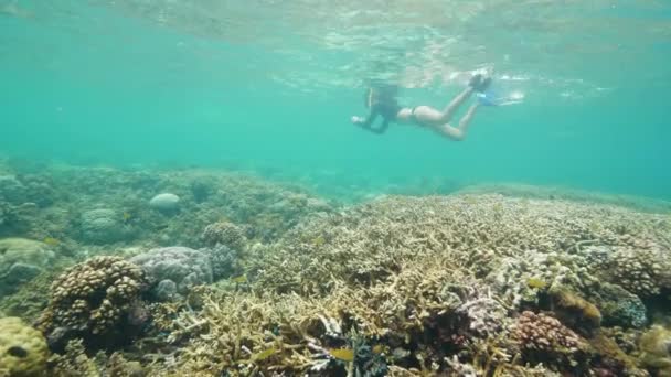 Egy fiatal turista búvárkodik az óceánban csodálatos víz alatti világgal.. — Stock videók