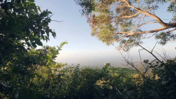 Panoramic view from rainforest through trees to mountain valley in sunny day. — Stock Video