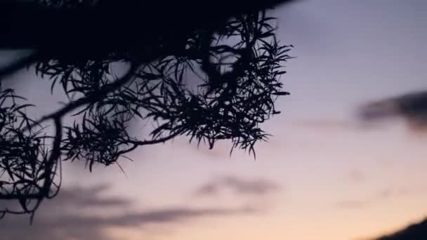 Gün batımında ağaç dalının silueti vahşi doğada pembe gökyüzü arka planında. — Stok video